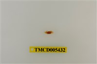 藏品(角眼切腹蟹)的圖片